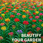 720+Mix Milkweed Seeds for Monarch Butterflies - 6 Individual Varieties Perennial Wildflower Colorful Pollinator Garden (Each pack120+ Seeds)., Easy to Grow for Backyard & More (Mix Milkweed Seeds)