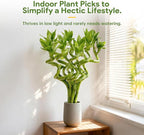 Fresh Lucky Bamboo 10 Stalks 8 Inch Spiral Style Live Plant - for Home Office Decor, Feng Shui & Good Fortune - Container Not Included