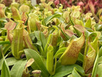 Nepenthes Sanguinea Pitcher Plant - Live Carnivorous - Beginner Friendly Tropical Pitcher Plant by Savage Gardeners