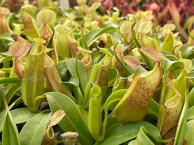 Nepenthes Sanguinea Pitcher Plant - Live Carnivorous - Beginner Friendly Tropical Pitcher Plant by Savage Gardeners