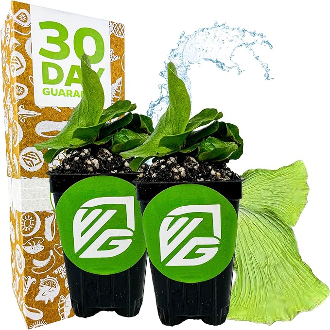 Elephant Staghorn Ferns – Platycerium elephantotis by Wellspring Gardens – Bold, Rounded Fronds – Unique Foliage – Great for Mounting, Walls, or Hanging Displays (2-Pack)