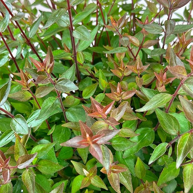 Blooming & Beautiful - Little Richard Abelia - 3 gal - Evergreen Shrub - Fragrant White Bell-Shaped Flowers - Summer Blooms - Zones 6-9 - Abelia x grandiflora 'Little Richard' - 3 Gallon Pot