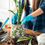 3 Pcs Ceramic Pots for Plants - 6.3 in Vintage Scroll Plant Pots with Drainage Hole Crackle Glaze Ceramic Planters for Home, Garden, Kitchen