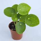 Chinese Money Plant Live (Pilea Peperomioides) | Available in 2.5 Inch & 4 Inch Nursery Pot or Add Our Geometric Self-Watering Planter | Air Purifying (Nursery Pot, 2.5 inch Pot)