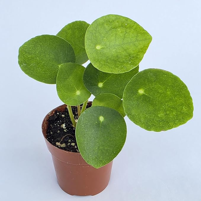 Chinese Money Plant Live (Pilea Peperomioides) | Available in 2.5 Inch & 4 Inch Nursery Pot or Add Our Geometric Self-Watering Planter | Air Purifying (Nursery Pot, 2.5 inch Pot)