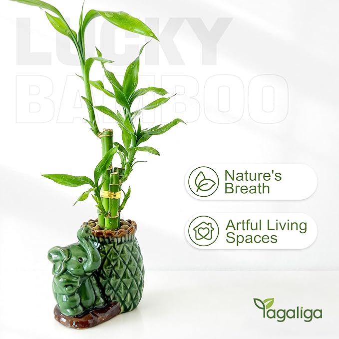 Lucky Bamboo 3-Stalk (2×6″ + 1×8″) Live Indoor Plant Set – Elephant & Pineapple Ceramic Pot with Pebble Bag