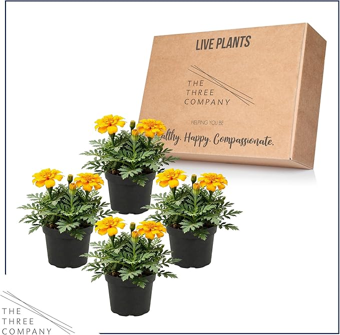 Live Flowering Marigold - Durango Yellow (4 Per Pack), Beautiful Spring Color, 8" Tall by 4" Wide in 1 Pt Pot