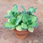 Cozy Garden / 3 Mother of Thousands/Medium Size/Live Plant/Bare Root