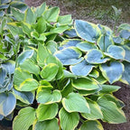 Hosta Seeds for Planting, 290+pcs Rare Perennial Hosta Flower Seeds Plants, Non-GMO Heirloom Long Blooming Plants Shaded Entry Pathway Rare Flowers for Garden Outdoors