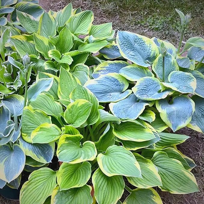 Hosta Seeds for Planting, 290+pcs Rare Perennial Hosta Flower Seeds Plants, Non-GMO Heirloom Long Blooming Plants Shaded Entry Pathway Rare Flowers for Garden Outdoors
