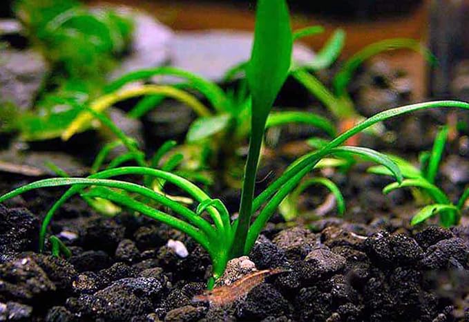 3X Cryptocoryne Parva Easy Live Aquarium Plants for Aquatic Freshwater Fish Tank
