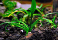 3X Cryptocoryne Parva Easy Live Aquarium Plants for Aquatic Freshwater Fish Tank