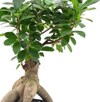 Arcadia Garden Products LV62 Ginseng Ficus Live Indoor Bonsai Plant in 6 in. Plastic Grower Pot, 6 Inch, Green *Sold By Amazon and Arcadia Garden Products*