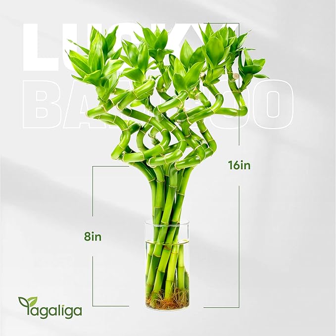 Fresh Lucky Bamboo 10 Stalks 8 Inch Spiral Style Live Plant - for Home Office Decor, Feng Shui & Good Fortune - Container Not Included