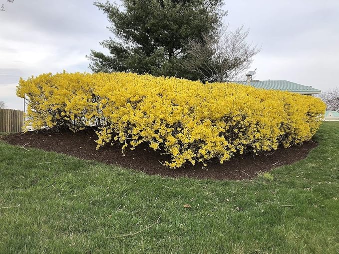 Two Pack of Lynwood Gold Forsythia Bushes - 2 Live Plants Shipped 2 to 3 Feet Tall by DAS Farms