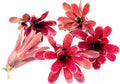 ragnaroc Live Plants - Bromeliad Neoregelia 'Fireball', Large 6" - 5ct - Live Arrival Guaranteed - House Plants for Home Decor & Gift