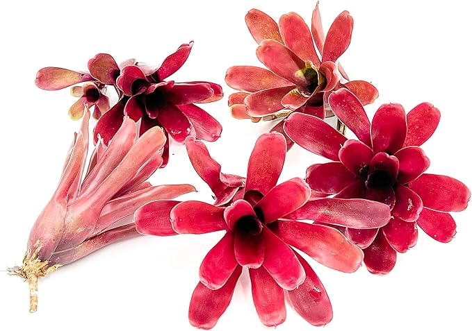 ragnaroc Live Plants - Bromeliad Neoregelia 'Fireball', Large 6" - 5ct - Live Arrival Guaranteed - House Plants for Home Decor & Gift
