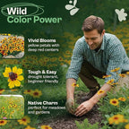 SVI 2500 Plains Coreopsis Seeds (Coreopsis Tinctoria) - Golden Tickseed, Yellow-Red Blooms, Annual Wildflowers, Heirloom Seed in Seed Packets - Flower Seeds for Outdoor Garden, Meadows, Flowers Beds