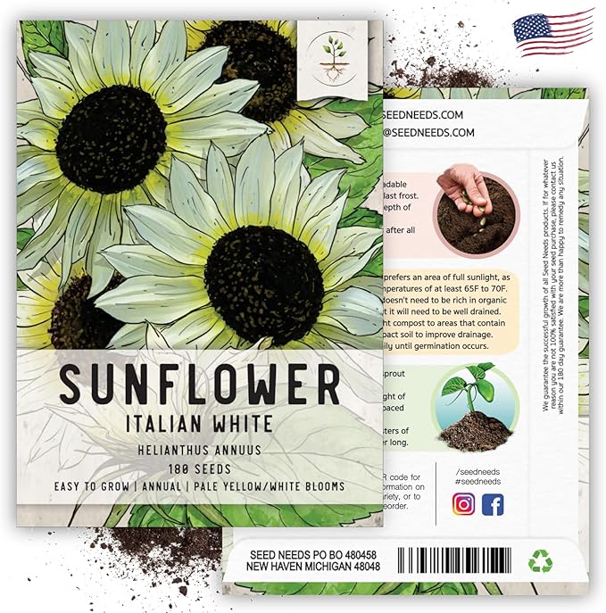 Seed Needs Sunflower Seeds for Planting Italian White Sunflowers - Heirloom & Open Pollinated Flower Seed to Plant Pale Yellow Flowering Plants in a Butterfly Garden (5 Packs)
