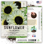 Seed Needs Sunflower Seeds for Planting Italian White Sunflowers - Heirloom & Open Pollinated Flower Seed to Plant Pale Yellow Flowering Plants in a Butterfly Garden (1 Pack)