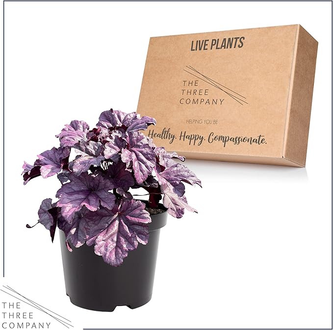 Live Heuchera (Coral Bells) - Shades of Purple - Beautiful Shade Perennial - Healthy Spring Plant - 12" Tall by 6" Wide in 2.5 Qt Pot