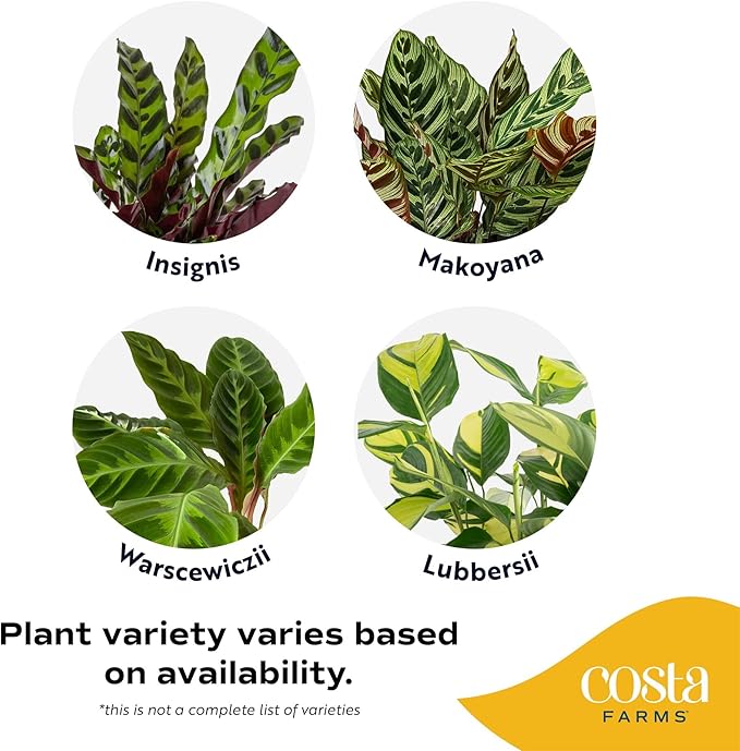 Costa Farms Calathea Live Plants in Decorative Pot, Large Indoor Houseplant, Assorted Variety, Home, Room, or Office Decor, Great House Warming or Birthday Gift, 2-3 Feet Tall, Pack of 2