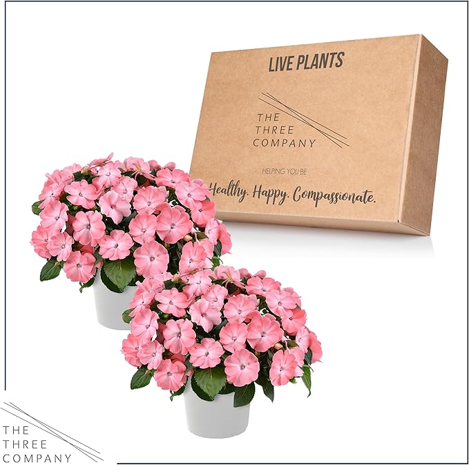 Live Flowering New Guinea Impatiens - Salmon (2 Plants Per Pack), Beautiful Shade Flowers, 12" Tall by 5" Wide in 1 Qt Pot
