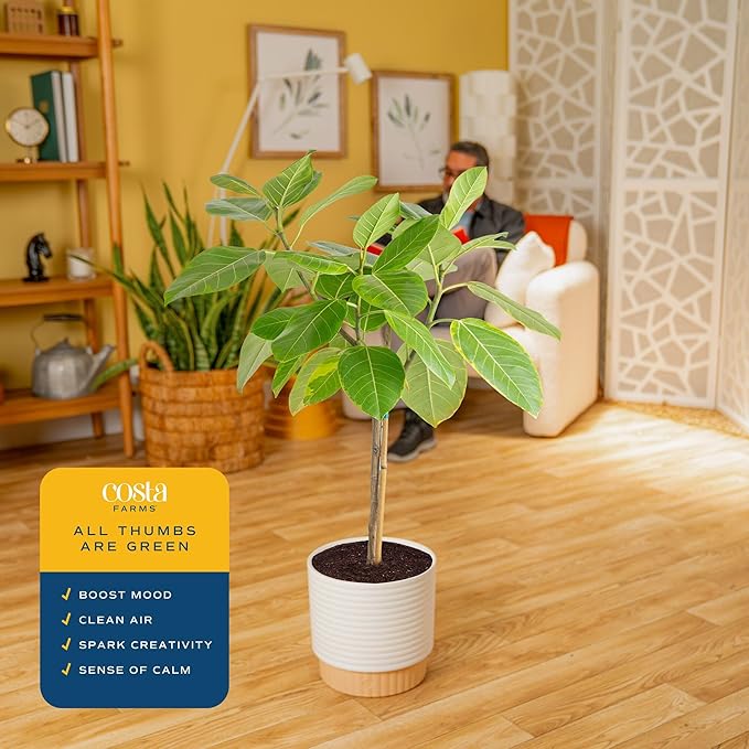 Costa Farms Ficus Audrey Tree Live Plant in Decorative Pot, Large Indoor Houseplant, Perfect for Home, Room, or Office Decor, Great House Warming or Birthday Gift, 2-3 Feet Tall