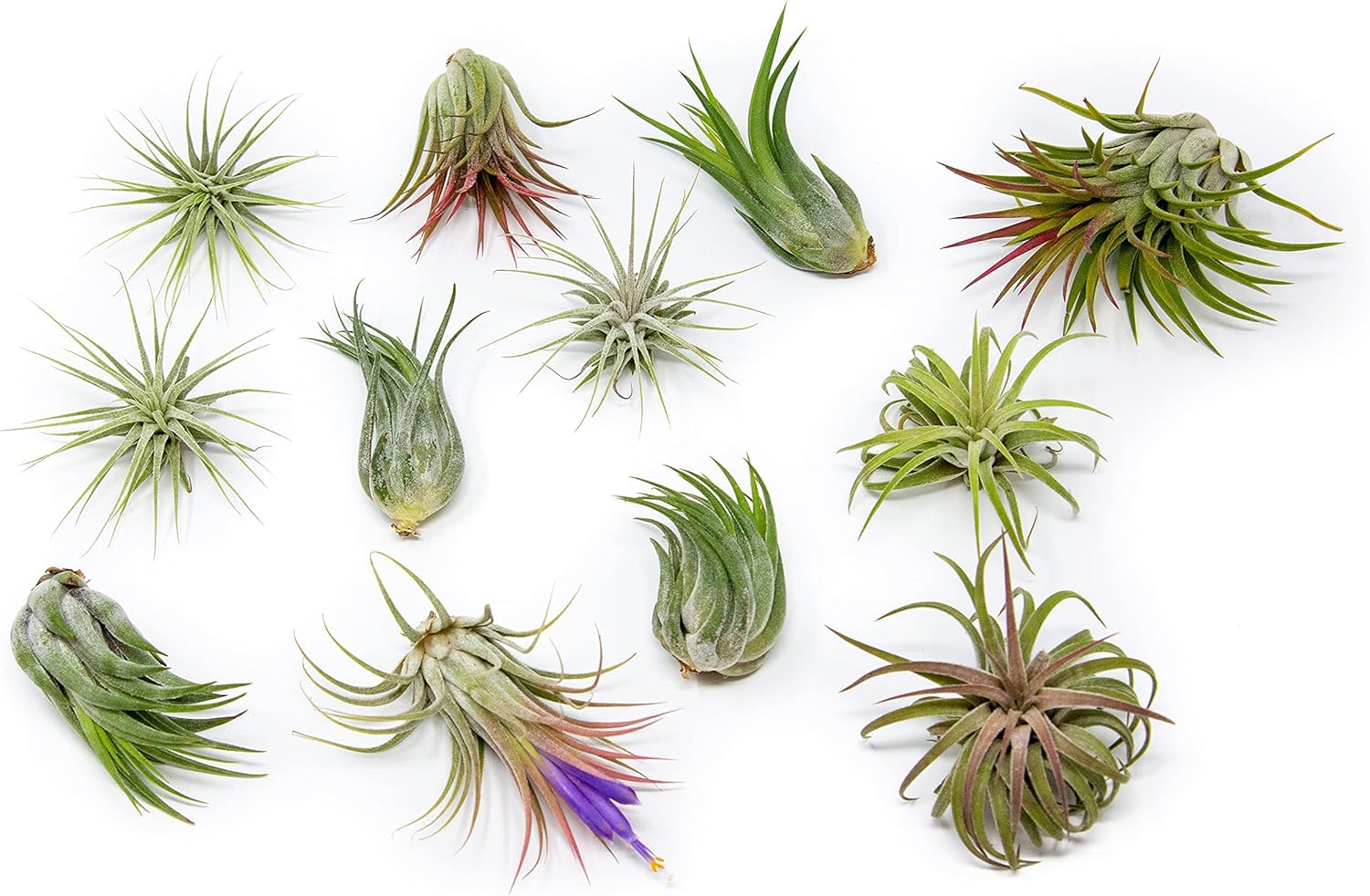 air-plant-shop-12-pack-assorted-ionantha-air-plants-wholesale-and-bulk-succulents-live-tillandsia-easy-care-indoor-and-outdoor-house-plants