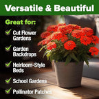 HOME GROWN Will Rogers Zinnia Seeds - 300 Zinnia Flower Seeds for Planting Outdoors - Tall Zinnia Elegans Cut Flowers - Heirloom Non-GMO Zinnia Seeds for 2026 (Zinnia Elegans)