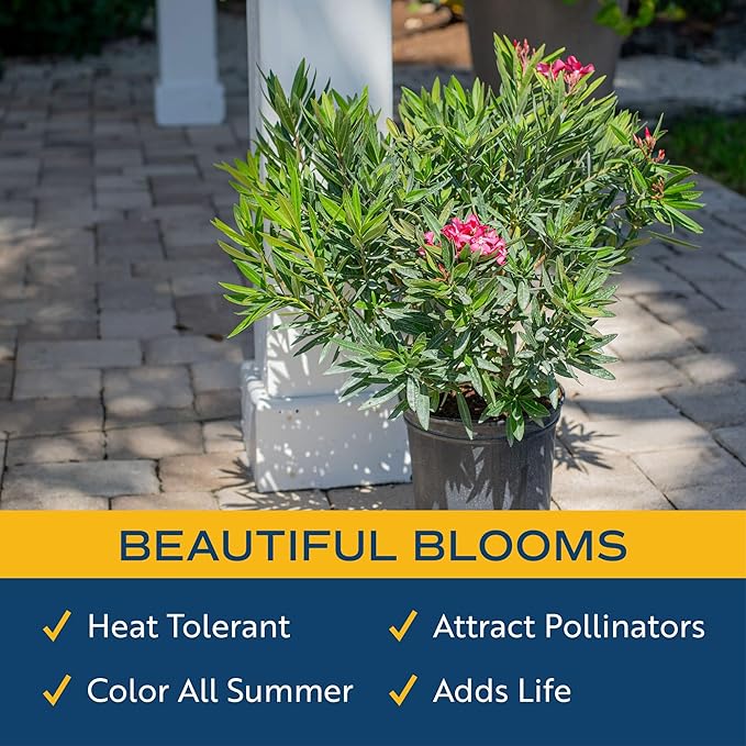 Costa Farms Oleander Live Plant, Bush with Beautiful Flowers in 10-Inch Plant Pot