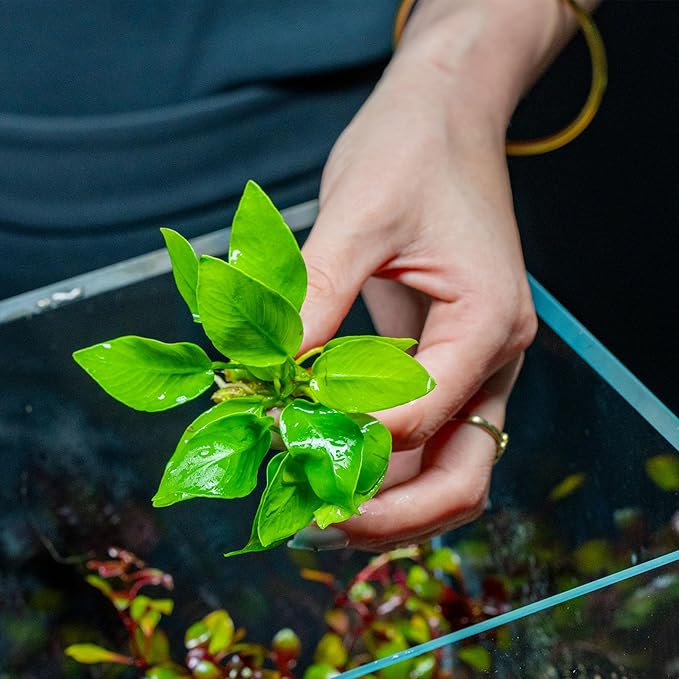SubstrateSource Anubias Live Aquarium Plants - Potted Freshwater Plant for Fish Tanks, Terrariums - Beginner Friendly Low Light (Nana Golden, 3 Pots)