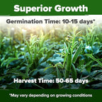HOME GROWN Clemson Spineless Okra Seeds 101+ Heirloom Non-GMO Vegetable Seeds for Planting, Easy to Grow Summer Garden, High Germination, Heat Tolerant, Tender Green Pods (Abelmoschus esculentus)