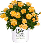 Proven Winners 2 Gal. Suñorita Rose Shrub