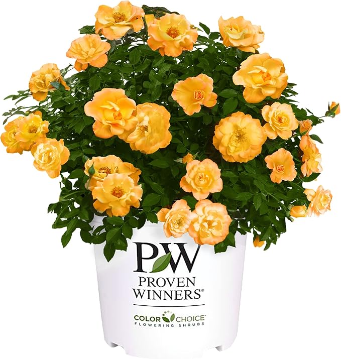 Proven Winners 2 Gal. Suñorita Rose Shrub