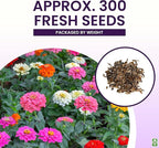 Mixed Zinnia Seeds for Planting Outdoors - 300 Fresh Seeds - Cut-and-Come-Again Zinnia Flowers - Grown in The USA