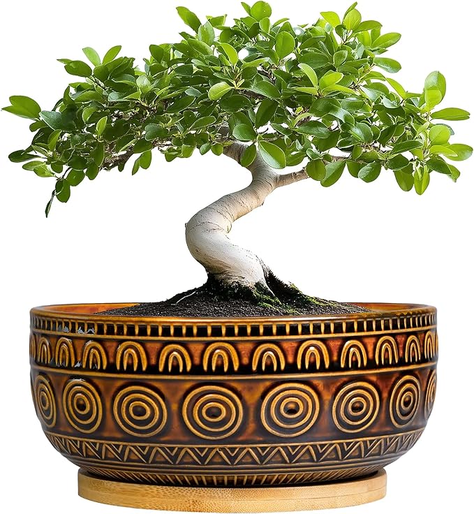Eightpot Bonsai Pots 8 Inch - Ceramic Succulent Planters for Indoor Plants, Shallow Plant Pots with Drainage Hole and Saucer, Boho Round Planter Bowl, Office Decor, Brown