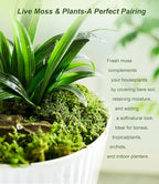 Real Live Moss – 4 Types Live Moss for Terrariums, Jumping Spider, Reptile Habitats & Mini Landscapes | Revives in 5 Minutes with Water Mist, Soft Green Texture, Easy to Grow (4-Pack, 3.5”x7”)