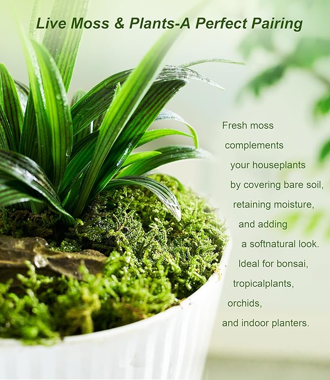 Real Live Moss – 4 Types Live Moss for Terrariums, Jumping Spider, Reptile Habitats & Mini Landscapes | Revives in 5 Minutes with Water Mist, Soft Green Texture, Easy to Grow (4-Pack, 3.5”x7”)