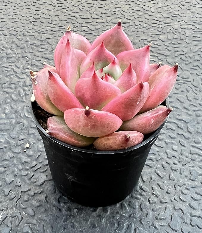 Sprout N Green Echeveria 'Honey Pink', Live Succulent Potted 2" Planter, Plant for Home Indoor Outdoor Garden Wedding Decoration Party Favors DIY Projects, Easy to Care, Pet-Friendly