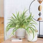 Artificial Spider Plant Large 23.6In Fake Greenery Plants UV Resistant Outside Faux Plants Bushes for Indoor Table Outdoor Planter Decor (4)