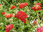 Greenwood Nursery: Live Perennial Plants - Achillea New Vintage Red Yarrow - [Qty: 10x Pint Pots] - (Click for Other Available Plants/Quantities)