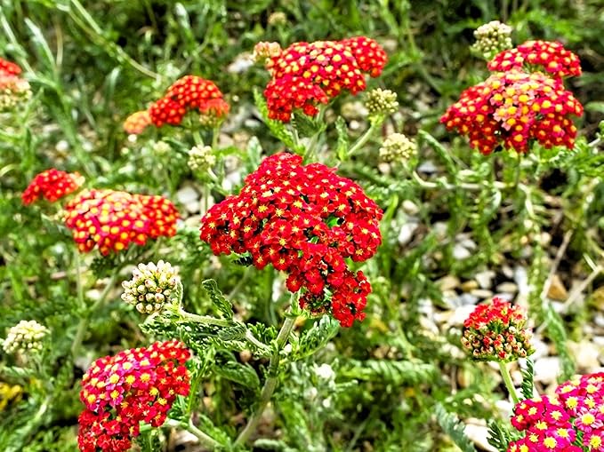 Greenwood Nursery: Live Perennial Plants - Achillea New Vintage Red Yarrow - [Qty: 10x Pint Pots] - (Click for Other Available Plants/Quantities)