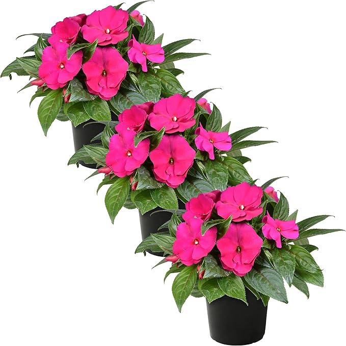 Live Flowering New Guinea Impatiens - Shades of Pink (3 Plants Per Pack) - Beautiful Shade Flowers - 12" Tall by 5" Wide in 1 Qt Pot