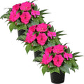 Live Flowering New Guinea Impatiens - Shades of Pink (3 Plants Per Pack) - Beautiful Shade Flowers - 12" Tall by 5" Wide in 1 Qt Pot