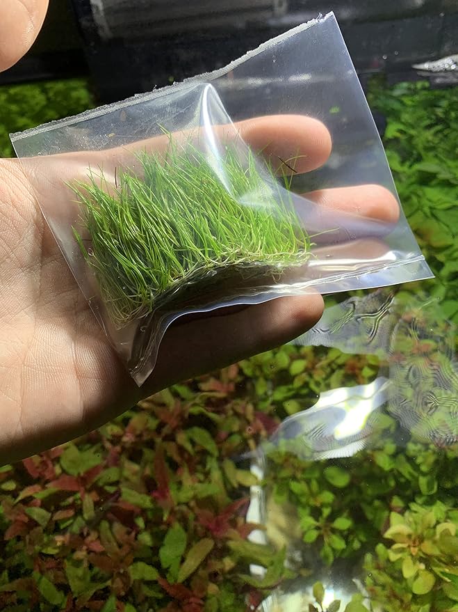 Marcus Fish Tanks - Dwarf Hairgrass Eleocharis Parvula Live Aquarium Plants Carpeting Plant for Aquatic Freshwater Fish Tank BUY2GET1FREE
