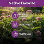 KVITER 150 Common Milkweed Seeds (Asclepias Syriaca)- Pink, Perennial Native Wildflower for Butterflies, Non GMO Seed - Heirloom Flower Seeds in Seed Packets for Outdoor Garden, Borders, Wild Areas