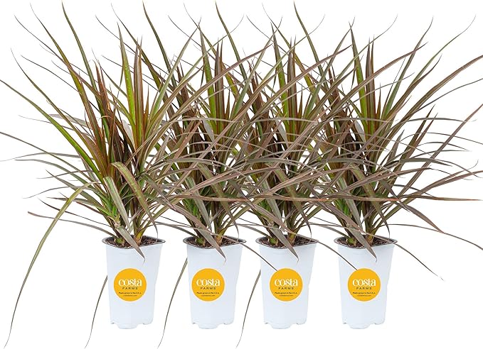 Costa Farms Dracaena Indoor/Outdoor Live Plant in Grower Pot, Easy‑Care Tropical Green Foliage Houseplant for Patio, Porch, Balcony, Deck & Home Décor, 16–24 Inches Tall, Pack of 4