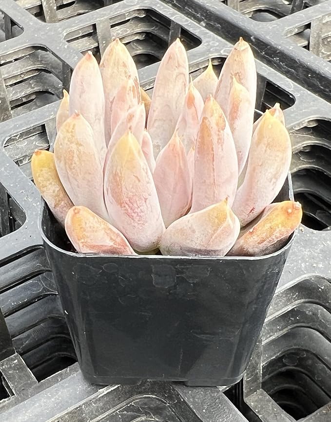 Sprout N Green Echeveria Tolimanensis, Rare Live Succulent Plant Fully Rooted in 2" Planter with Soil, Home Office Indoor Outdoor Wedding Decoration DIY Projects Party Favor