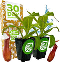 Alata Pitcher Plant - Nepenthes Live Carnivorous Plant by Wellspring Gardens - Easy to Grow Starter Bulbs Great for Nature Lovers & Gardeners - Outdoor & Indoor Aquatic (2-Pack)
